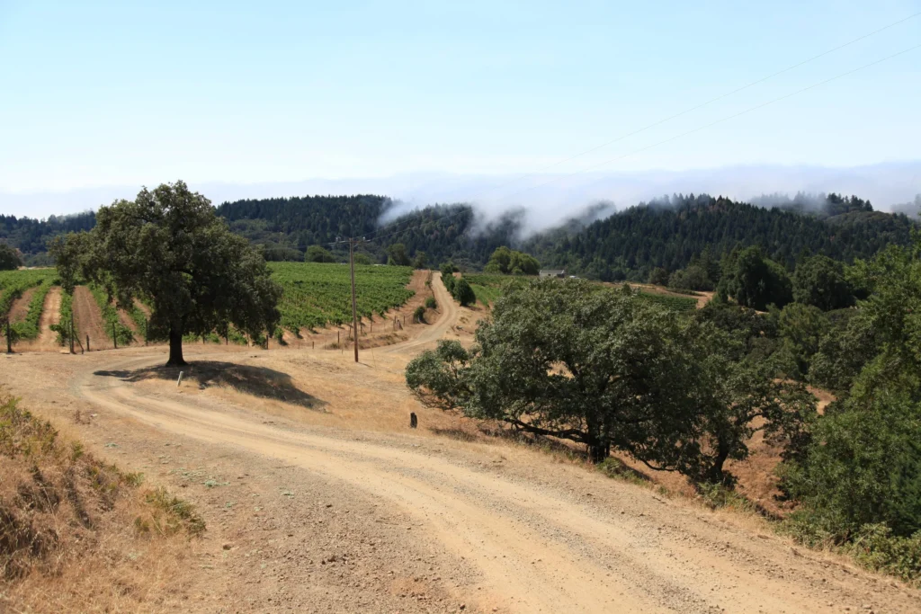 Bohan,+Sonoma+Coast2