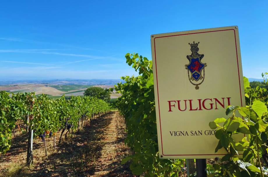 Fuligni vineyard